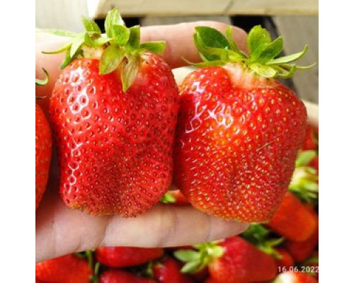 Саженцы клубники Люция фриго